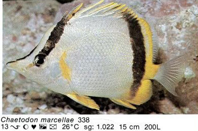 Chaetodon marcellae